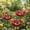 3PCSA, variant on Handmade Metal Flower Garden Stake Bird Bath & Bee Watering Station, Upgraded Weather-Resistant Pollinator Water Bowl, Colorful Floral Decor for Outdoor Yard & Lawn (Red)