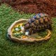 thumbnail image 3 of 30pcs Natural Mineral Block: For Tortoise Turtle Lizard Frog And Chameleon Enhances Pet Health Promotes Growth For Reptile And Amphibian Care, 3 of 4