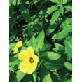 thumbnail image 3 of Caja de 50 Licor Damiana Guaycura Mini 50 ml Damiana  Guaycura Mini, 3 of 3