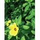 thumbnail image 3 of Caja de 50 Licor Damiana Guaycura Mini 50 ml Damiana  Guaycura Mini, 3 of 3