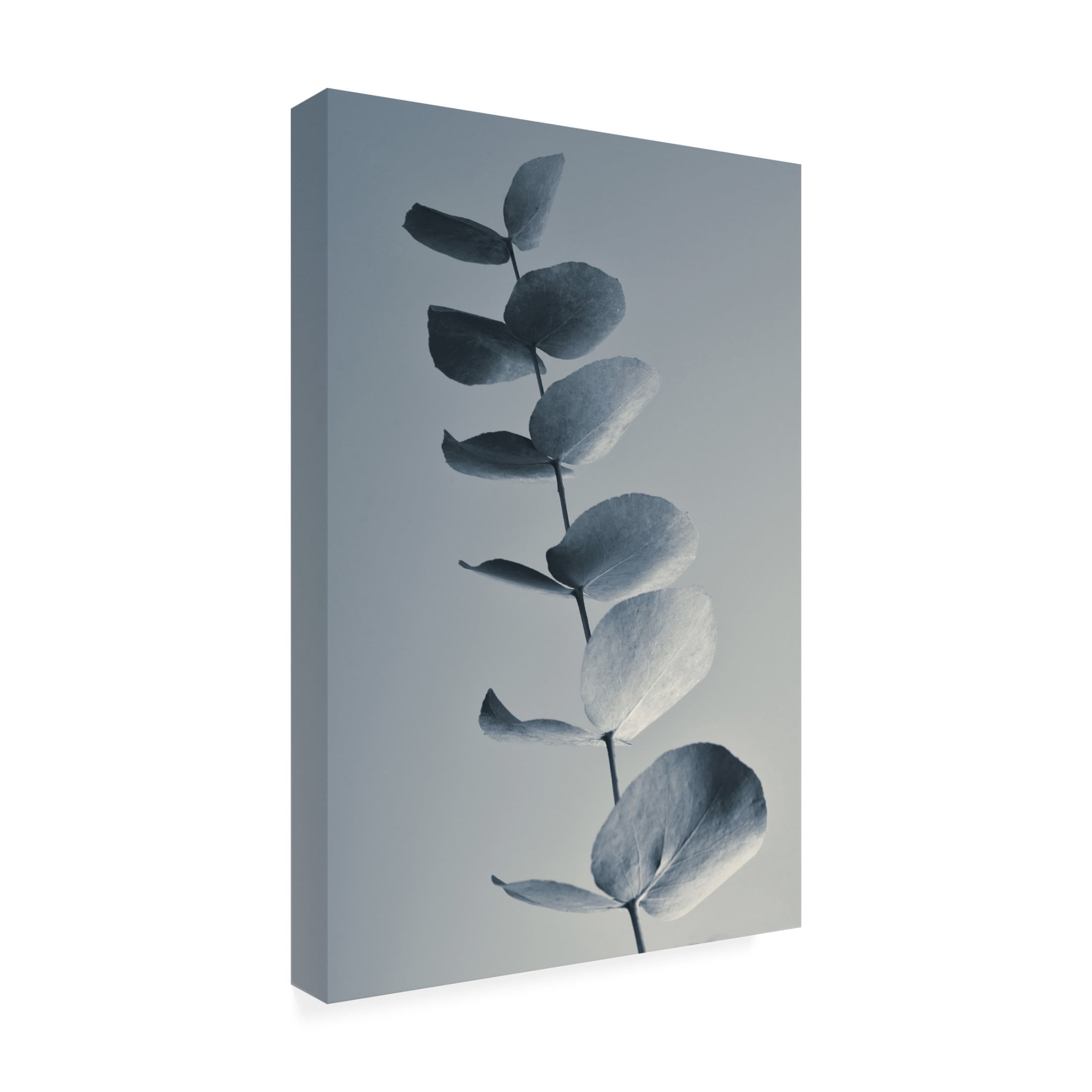 Canvas Wall Art - Heidi Westum 'Fragrant Leaves' Wall Art for Living Room, Bedroom, or Office Décor by Trademark Fine Art - 12 x 19 Inches