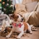 thumbnail image 4 of Collar navideño para perro con pajarita Collares para mascotas para perros pequeños, medianos y grandes, 4 of 5