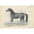 thumbnail image 2 of Charles Hamilton Smith 14x11 Black Ornate Wood Framed Double Matted Museum Art Print Titled: Dongola Horse (1837), 2 of 5