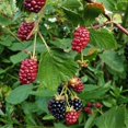 thumbnail image 4 of Set 2 Navaho Crown Thornless BlackBerry Plant Live, 4 of 6