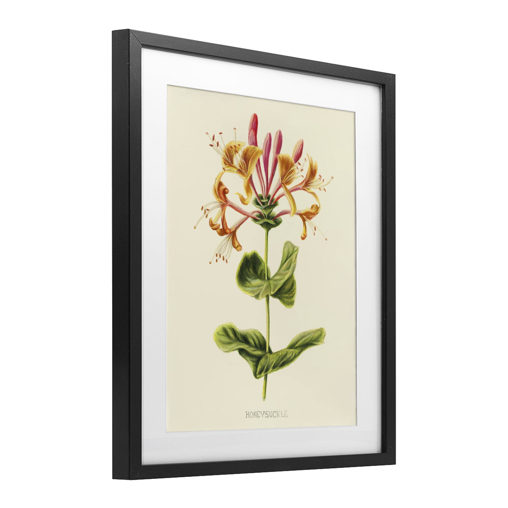 Stupell Industries Honeysuckle Vintage Illustration Black Framed Print Under Glass, design by Connie Resch