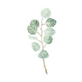 thumbnail image 2 of Scarvey, Emma 12x14 White Modern Wood Framed Museum Art Print Titled - Soft Eucalyptus Branch III, 2 of 4