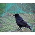 thumbnail image 2 of Piezas 10m x 4m Red Anti Aves, Red de Aves, Red de Árboles Frutales, Red de Jardín Protege árboles Frutales y Verduras de Daños por Aves, Malla de 15 mm Kuyhfg Bienvenido a Kuyhfg, 2 of 5