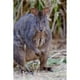 Posterazzi PDDAU01MZW0367 Pademelon Tasmanien Faune Tasmania Australie Affiche Imprimée par Martin Zwick - 12 x 18 Po. – image 1 sur 1