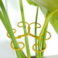 thumbnail image 4 of Indoor Plant Stem Stabilizer. Ideal for Monstera and Indoor Plants, Supports Thriving Growth, 4 of 8