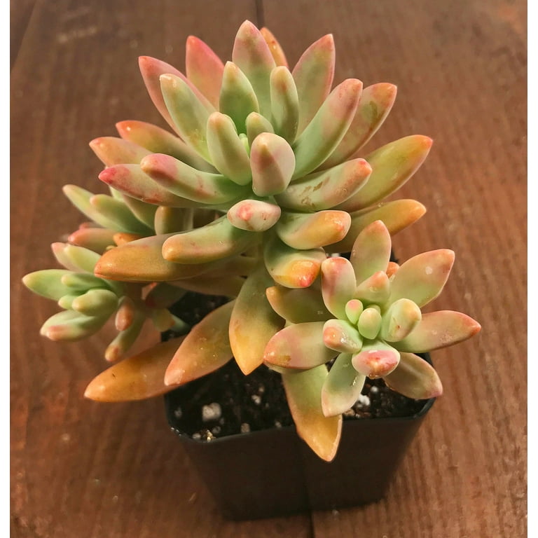 Darley Sunshine Succulent Plant - Carnicolor Sedum adolphii - 2 Pack 2"  Pots - Walmart.com