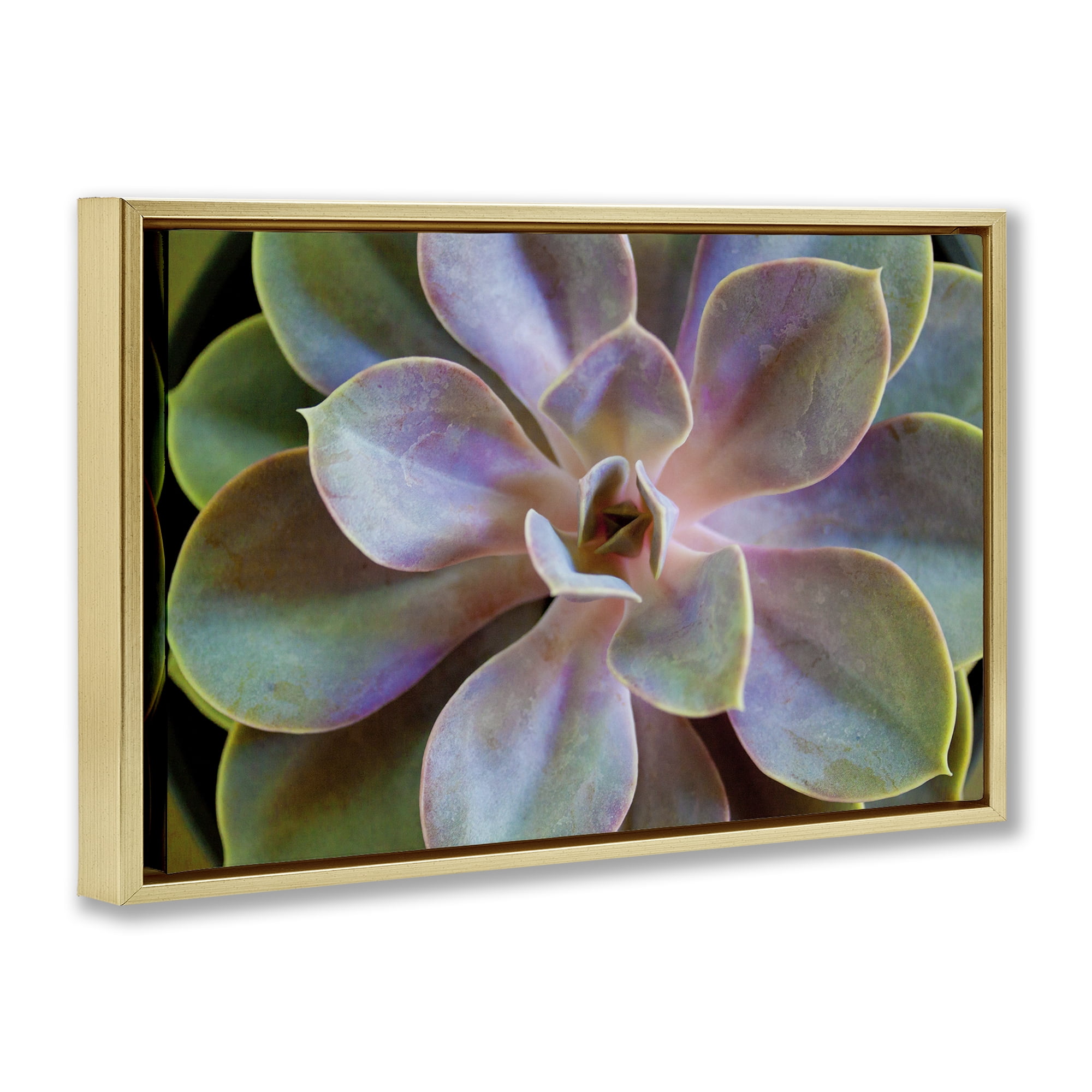 Stupell Industries Blooming Succulent Leaves Plants & Flowers Photography Gold Floater Framed Canvas Art Print Wall Art, 25 x 17
