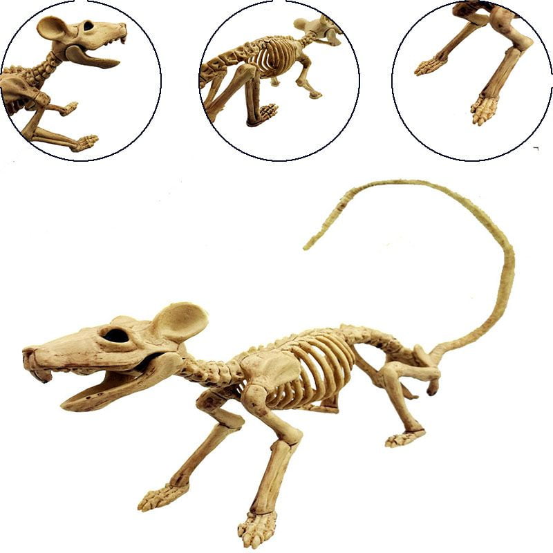 Skeleton Halloween Ornament, Animal Skeleton Model Cat Rat Spider Scorpion  Lizard Skeleton for Halloween Decorations, Skeleton Animal Yard Decor and  Reaper Bones Animals 