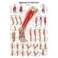 thumbnail image 1 of Muscles of the Foot Laminated Anatomy Chart, 1 of 4