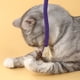 thumbnail image 5 of Juguete de cuerda para masticar para gatitos, entretenimiento personal, molar, hierba gatera, gatitos, gatitos, gatos, suministros para burlarse, cuerda de algodón, 5 of 6
