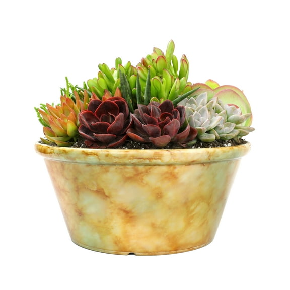Element 12IN Live Plant Succulent Patio Bowl Mixed Varieties Live Plants