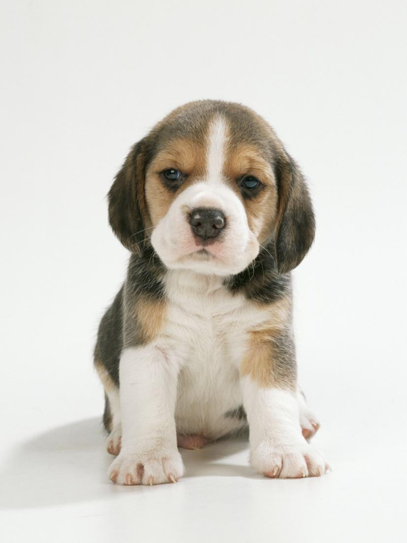 english beagle dog