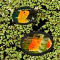 thumbnail image 2 of MasteelfCA 5 Pcs Anneau d'Alimentation Flottant pour Plantes d'Aquarium Rond Rond Anneau pour Plantes Flottantes de Réservoir, 2 of 9