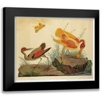 Raineri, Carlo, Vittorio 14x12 Black Modern Framed Museum Art Print Titled - Spoonbill and Fantasy Stork