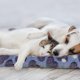 thumbnail image 5 of 2 piezas mascota perro gato suave manta para dormir estera cama nido cojín cojín colchón cálido, 5 of 6