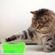 thumbnail image 4 of Peine de masaje para depilación de mascotas con cepillo para frotar y rascar la esquina del gato (verde), 4 of 7