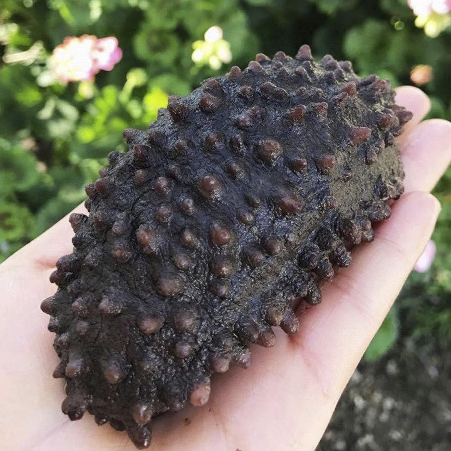 AAA Grade Sun Dried Wild Caught South American Sea Cucumber Medium 1lb box