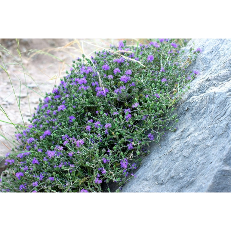 Thyme  Lemon Thyme, Thymus Citriodorus, Live Fresh Potted Plant in