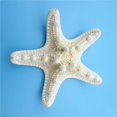 thumbnail image 4 of Piezas de Estrellas de mar Naturales CHEPIHG decorativas Micro paisajes 5-8 cm, 4 of 4