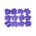 thumbnail image 4 of Billuyoard 12 piezas de flores secas, especímenes prensados, decoraciones para el hogar en gran comodidad, suministros para álbumes de recortes Tipo 2 5piezas, 4 of 6