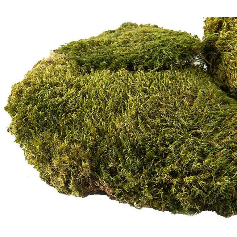 Galapagos Royal Pillow Moss for Tropical Forest Tanks 