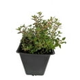 Mosquito Repelling Creeping Lemon Thyme Live Plant FANTASTIC! 4