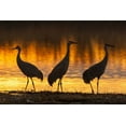 thumbnail image 2 of Illg, Cathy and Gordon 32x23 Gold Ornate Wood Framed with Double Matting Museum Art Print Titled - New Mexico, Bosque Del Apache Sandhill cranes, 2 of 4