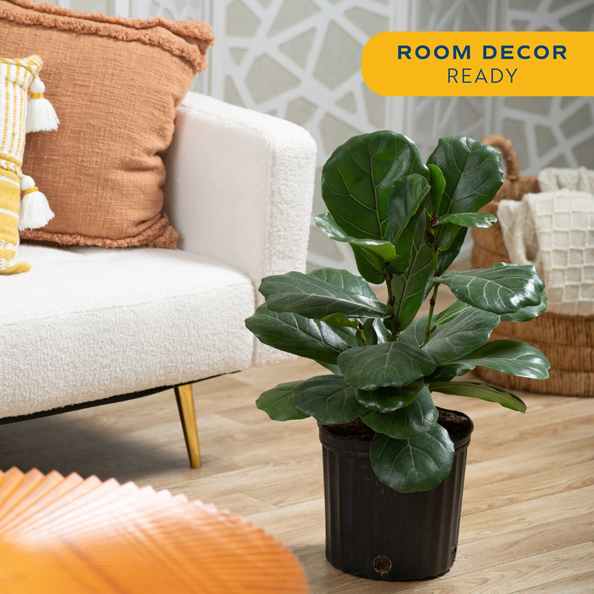Costa Farms 26" Fiddle Leaf Fig Live House Plants in 10" Grower Pot