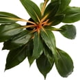 thumbnail image 2 of American Plant Exchange Live "Fire Flash" Spider Plant 6-Inch Pot, Easy Care Houseplant, 2 of 5