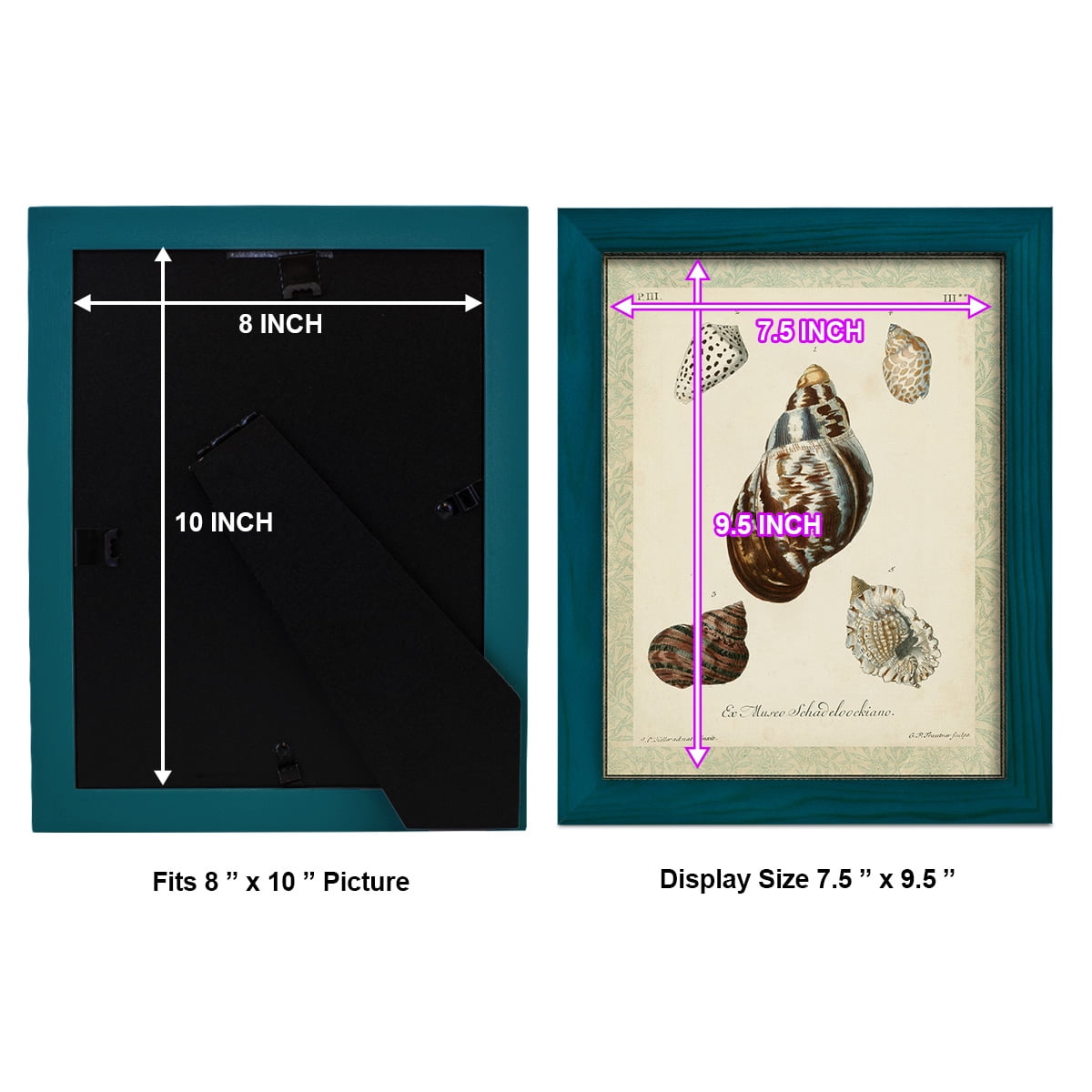Bookplate Shells VII - Framed Print w/glass - Ocean Blue
