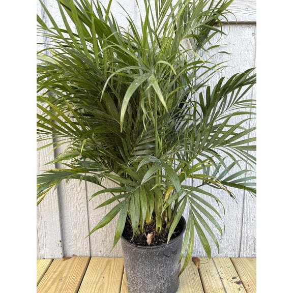 Cat Palm 2 feet tall Live Plant