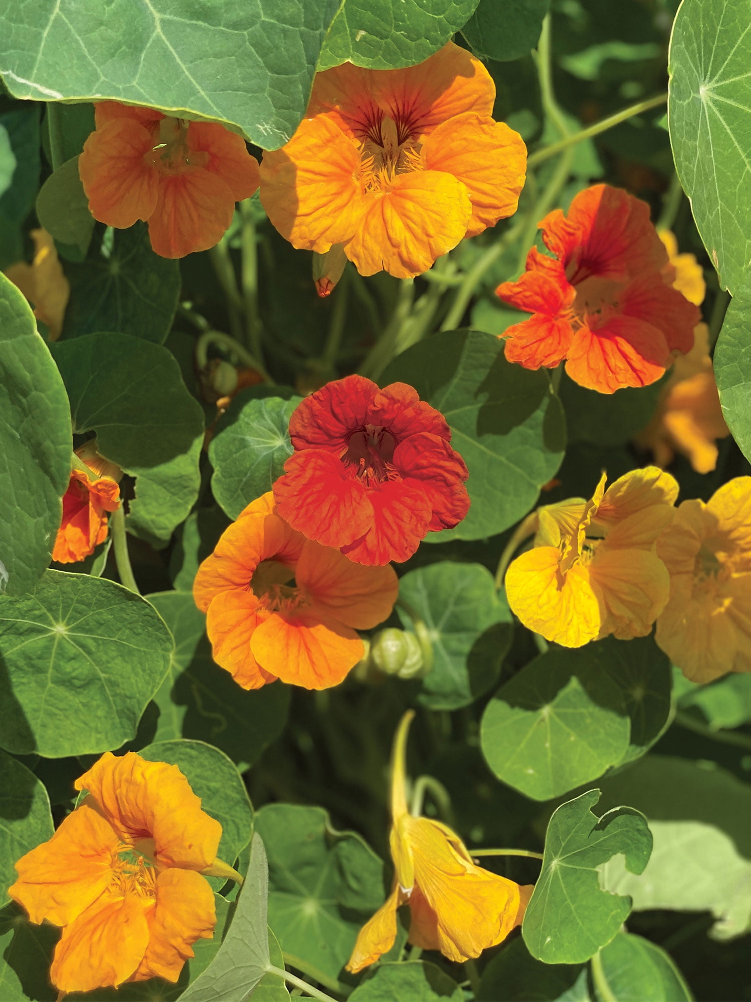 Burpee Jewel Mix Nasturtium, Annual Flower Seed, 1 Pack, Full Sun