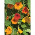 thumbnail image 2 of Burpee Jewel Mix Nasturtium, Annual Flower Seed, 1 Pack, Full Sun, 2 of 5