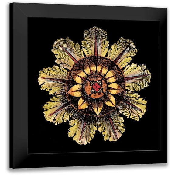 Antonini, Da Carlo 12x12 Black Modern Framed Museum Art Print Titled - Rosette on Black IV