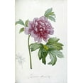 thumbnail image 2 of Redoute, Pierre Joseph 13x18 Black Ornate Wood Framed with Double Matting Museum Art Print Titled - Engraving of a Peony, 2 of 4