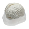 thumbnail image 2 of Life Size Human Brain Model for Kids Education Teaching Tools Lab Supplies, 2 of 8