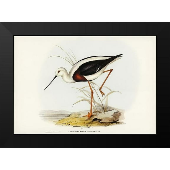 Gould, John 14x11 Black Modern Framed Museum Art Print Titled - Banded Stilt-Chladorhynchus pectoralis