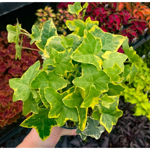 Gold Child Ivy Plant Live for Planting - Hedera Helix Goldchild Plant - 4 Inch Pot