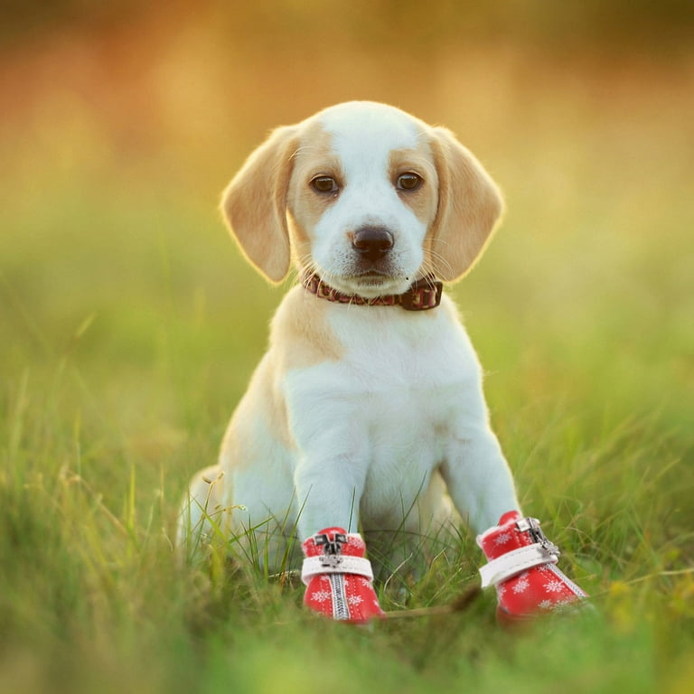 Dog 2024 christmas shoes