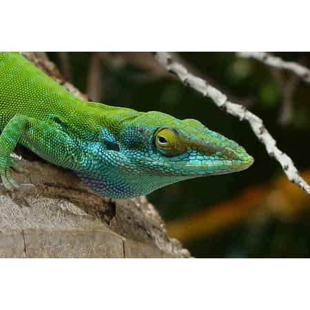 - Canvas Print Desert Reptile Tropical Wood Lizard Macro Head Stretched Canvas 10 x 14