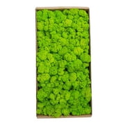 Preserved Moss Wall Decor Real Preserved Moss No Maintenance Required Naturally Preserved Moss for Home Wall Party Festivals Crafts Xmas Indoor Office Decoration