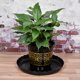 thumbnail image 5 of Planta Maceta Platillo 14" Pl?stico Ondulado Redondo Flor Goteo Bandeja para Interior Exterior, Negro Paquetes de 4 Unique Bargains platillos para plantas, 5 of 5