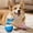 Blue, variant on Motion Activated Rolling Dog Toy, Rechargeable, Teeth Cleaning Rope