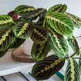 thumbnail image 2 of Maranta Red Prayer, 2 of 10