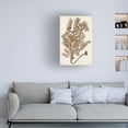 thumbnail image 3 of Vision Studio 'Sepia Seaweed IV' Canvas Art, 3 of 3