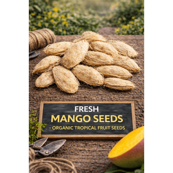 Mango Seed - 50 Seeds - Made in USA, Ships from Iowa.